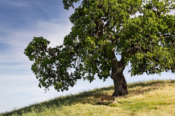 Park Bench under a Walnut Tree in a Meadow