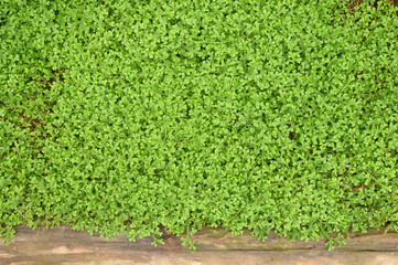 Green plant in nature for background