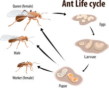 Vector Illustration Of Ant Life Cycle