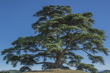 Cedar Tree Of Lebanon. A Secular Tree, Symbol Of La Morra