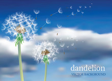 Dandelion 53401