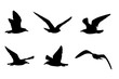 Möwen Silhouetten, Vektorgrafik, Silhouette von sechs Vögeln