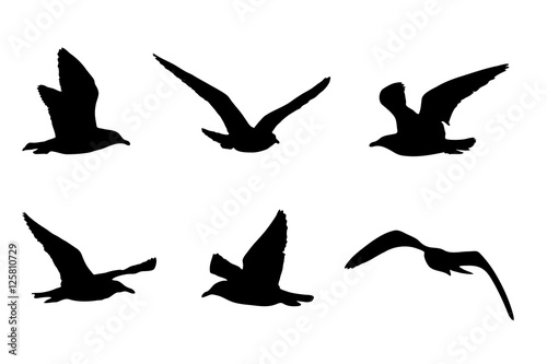Cuadros en Lienzo Möwen Silhouetten, Vektorgrafik, Silhouette von sechs Vögeln