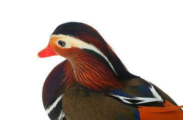 Sticker - portrait male mandarin duck