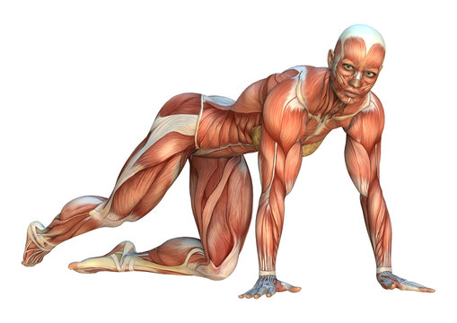 3D Rendering Muscle Maps
