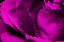 Blooming Violet Rose Close Up. Natural Rose Background