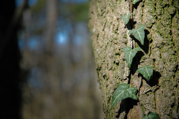 Efeu im Wald