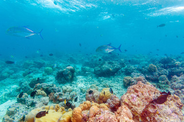 Trevally Fish near ocean bottom