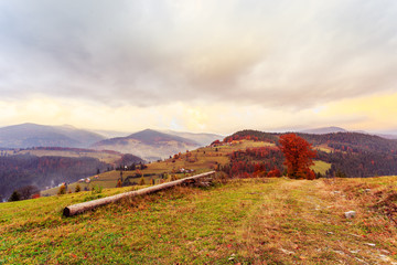 Poster - Magical sunrise with tree in Transylvania mountains