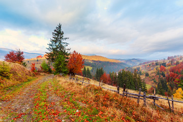 Wall Mural - Wonderful autumn hillside in Transylvania