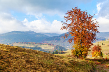 Wall Mural - Magical sunrise with tree in Transylvania mountains