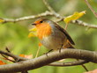 beautiful robin