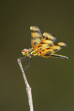 Halloween Pennant Dragonfly (Celithemis Eponina)