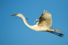 Great Egret (Ardea Alba) In Flight
