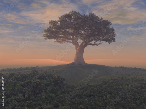 Fotografía  Árbol gigante