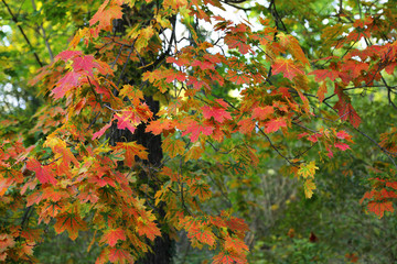 Wall Mural - beautiful autumn maple tree