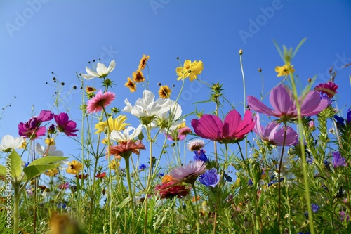 Grußkarte - bunte Blumenwiese - Sommerblumen