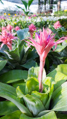 bromeliad