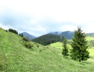 Canvas Print - Forest green hills in mountains