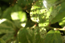 Baby Spiders Scatter Soon After Hatching In Their Web Nest, Seattle, Pacific Northwest
