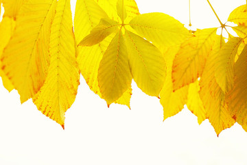 Poster - Autumn leaves on sky background