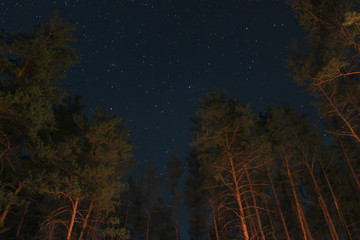 star forest