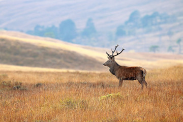 Wall Mural - Red Deer Stag