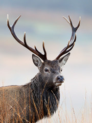 Wall Mural - Red Deer Stag