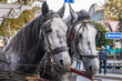 © okskukuruza - two light gray horse in harness on the street