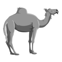 Wall Mural - Camel icon. Gray monochrome illustration of camel vector icon for web