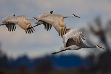 Sandhill Cranes Flying By