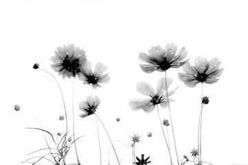 Wall Mural - double exposure soft focus and blurred cosmos flowers on white