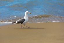 Seagull Walking Along The Beach