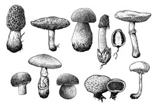 Vector, Drawing, Engraving, Mushrooms.

