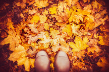 Rubber Boots On Autumn Leaves , Top View, Fall Nature Background, Outdoor