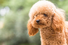 Toy Poodle On Grassy Field.