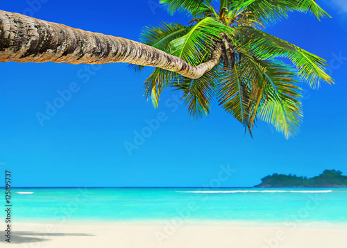 Fotografie, Obraz Perfect white sandy palm beach Baie Lazare, Mahe island, Seychelles