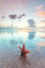 Poster - Starfish on beach