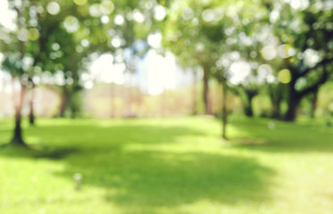 Wall Mural - defocused bokeh background of garden trees in sunny day