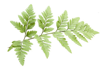 Wall Mural - fern isolated