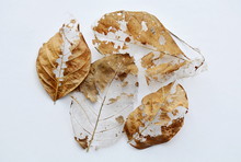 Dry Brown Leaf Decompose Structure On White Background