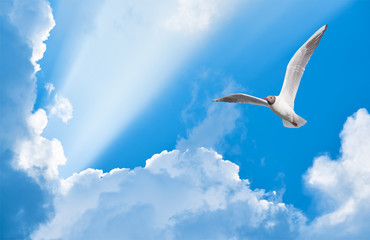 Aufkleber - seagull flying in the sun rays among the clouds