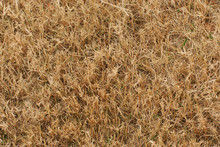 Dry Grass On Lawn In Winter As Nature Background