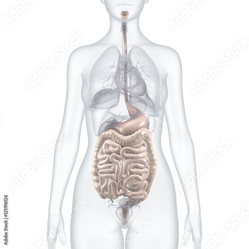 Magen Darm Trakt Anatomische 3d Illustration Kaufen Sie Diese Illustration Und Finden Sie Ahnliche Illustrationen Auf Adobe Stock Adobe Stock