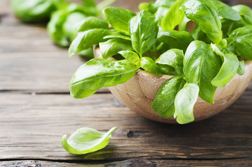 Fresh green basil on the table