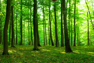   forest in  morning