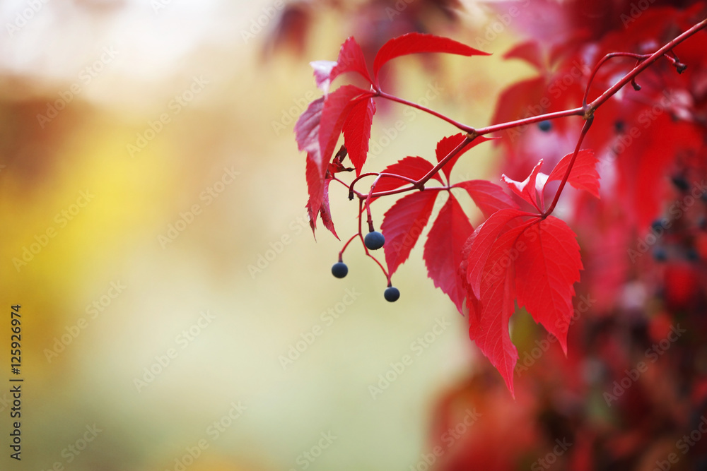 Red leaves of wild grape in park, close up