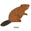 Brown beaver with unusual tail