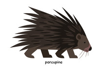 Porcupine With Long Spines On The Back
