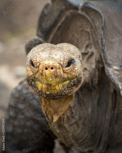 Galapagos Tortoise Face - Buy this stock photo and explore similar images at Adobe Stock | Adobe Stock